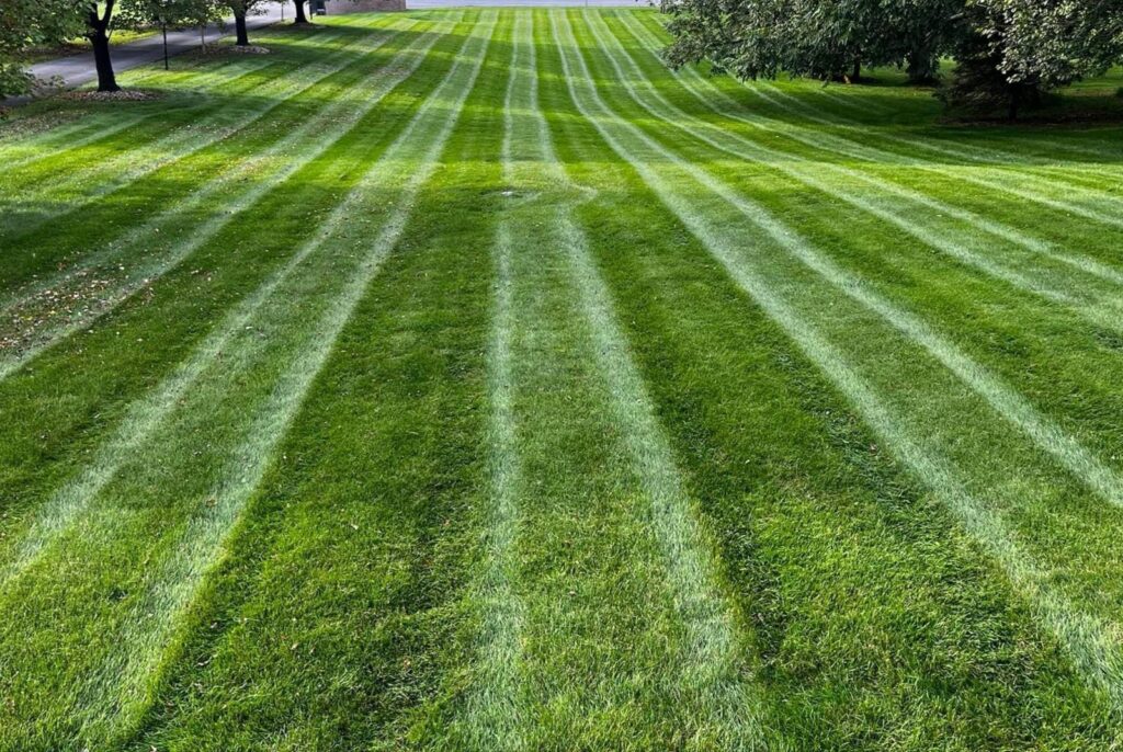 Why Fertilization and Weed Control are Essential for Carmel’s Lawns